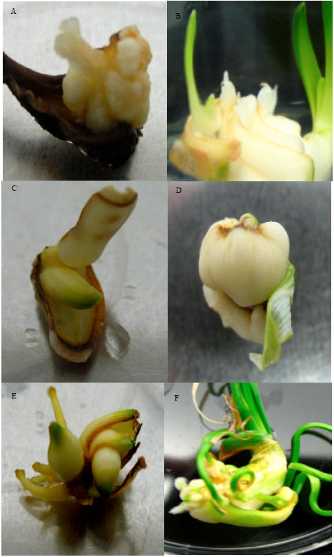 Image for - Somatic Embryogenesis Induction in Narcissus papyraceus cv. Shirazi