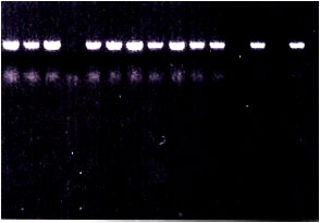 Image for - Use of Polymerase Chain Reaction for Detecting Banana Bunchy Top Nanovirus