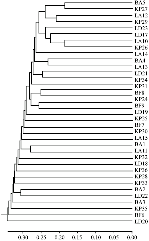 Image for - Genetic Variation at Karayaka Sheep Herds Based on Random Amplified Polymorphic DNA Markers