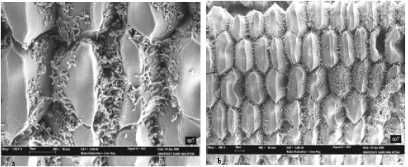 Image for - Effect of Plant Growth-Promoting Rhizobacteria on Root Formation and Growth of Tissue Cultured Oil Palm (Elaeis guineensis Jacq.)