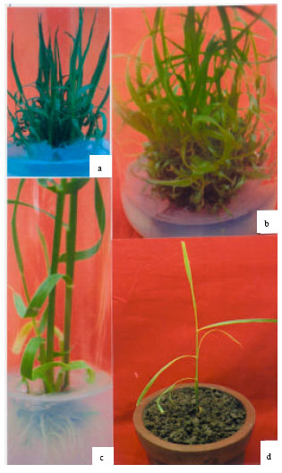 Image for - In vitro Mass Propagation of Sugarcane (Saccharum officinarum L.) var. Isd 32 through Shoot tips and Folded Leaves Culture