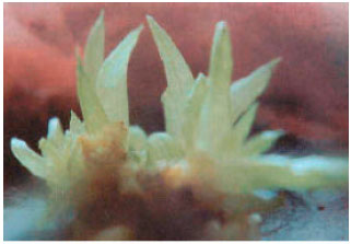 Image for - In vitro Regeneration of Aloe barbadensis