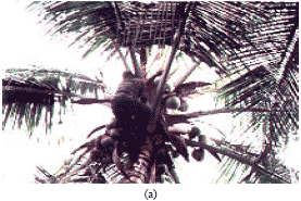 Image for - Coconut Microsatellite Gene Diversity Analysis Technology Transfer to Cote D’ivoire