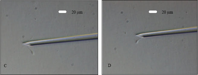 Image for - Goat Embryo Development from in vitro Matured Oocytes of Heterogeneous Quality Through Intracytoplasmic Sperm Injection Technique