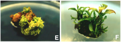 Image for - In vitro Propagation of Oroxylum indicum-An Endangered Medicinal Tree