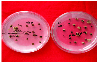 Image for - Investigations for Improved Genetic Transformation Mediated by Agrobacterium tumefaciens in Two Rice Cultivars