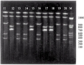 Image for - Random Amplification of Polymorphic DNA (RAPD) of Salmonella enteritidis Isolated from Chicken Samples