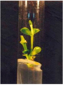 Image for - In vitro Shoot Multiplication of Six Promising Strains of Jojoba (Simmondsia chinensis)