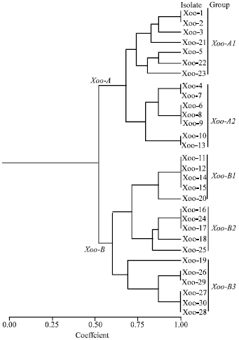 Image for - Isozyme Fingerprinting and Genetic Differentiation of Xanthomonas oryzae pv. oryzae Isolates as Revealed by Glucose 6-phosphate Dehydrogenase (G6PH) Analysis