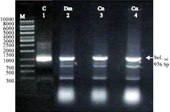 Image for - Molecular Analysis for Nitrogenous Fertilizers Effect on Drosophila melanogaster Boule Gene