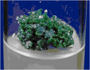 Image for - Regeneration of plantlets from node-derived callus in Aegle marmelos Corr.
