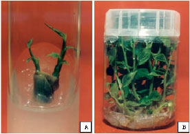 Image for - Rapid In vitro Clonal Propagation of Mantisia spathulata Schult, A Rare and Endemic Plant of Northeastern India for Recovery