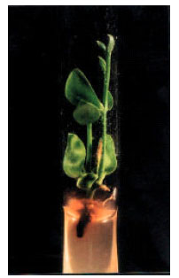 Image for - In vitro Shoot Initiation from Nodal Explants of Jojoba (Simmondsia chinensis) Strains