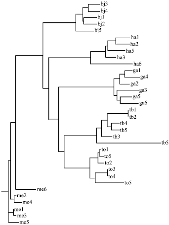 Image for - Molecular Data from the Cytochrome b for the Phylogeny of Channidae (Channa sp.) in Malaysia