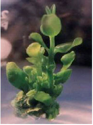 Image for - In vitro Shoot Multiplication of Six Promising Strains of Jojoba (Simmondsia chinensis)