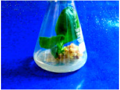 Image for - Callus Induction and in vitro Complete Plant Regeneration of Different Cultivars of Tobacco (Nicotiana tabacum L.) on Media of Different Hormonal Concentrations