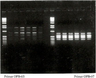 Image for - Genetic Fingerprint of Some KSA Date Palm Cultivars Using Modern Biotechnological Techniques