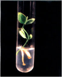 Image for - In vitro Root Formation in Micropropagated Shoots of Jojoba (Simmondsia chinensis)