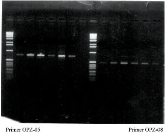 Image for - Genetic Fingerprint of Some KSA Date Palm Cultivars Using Modern Biotechnological Techniques