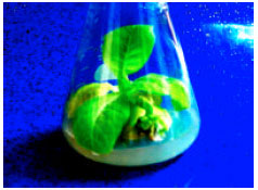 Image for - Callus Induction and in vitro Complete Plant Regeneration of Different Cultivars of Tobacco (Nicotiana tabacum L.) on Media of Different Hormonal Concentrations