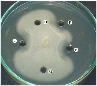 Image for - Evaluation of Antifungal Activity of Purified Chitinase 42 from Trichoderma atroviride PTCC5220