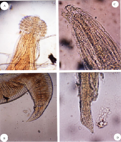 Image for - Natural Bioremediation of Heavy Metals Through Nematode Parasite of Fish 
