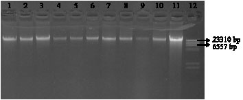 Image for - Metal Tolerance and Antibiotic Resistance of Bacillus species Isolated from Sunchon Bay Sediments, South Korea