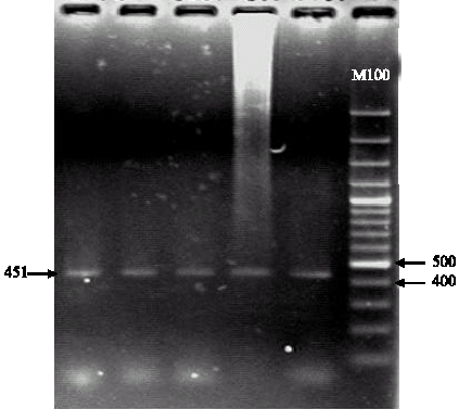 Image for - Pit-1 Gene Polymorphism of Holstein Cows in Isfahan Province
