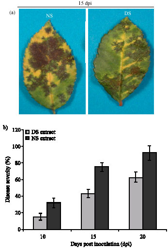 Image for - Extract from Drought-Stress Leaves Enhances Disease Resistance Through Induction of Pathogenesis Related Proteins and Accumulation of Reactive Molecules