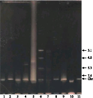 Image for - Antagonistic Effects on Enteropathogens and Plasmid Analysis of Lactobacilli Isolated from Fermented Dairy Products