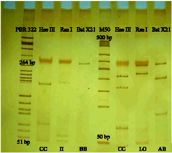 Image for - Characterization of Genetic Polymorphism of the Bovine Lymphocyte Antigen DRB3.2 Locus in Sistani Cattle of Iran (Bos indicus)