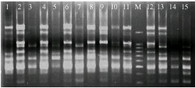 Image for - Genetic Characterization of Wild Stocks of Prawns M. rosenbergii using Random Amplified Polymorphic DNA Markers