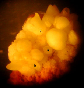Image for - Production of Hevea brasiliensis Embryos from in vitro Culture of Unpolinated Ovules