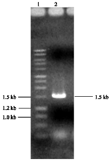 Image for - Molecular Cloning of the Gene 1355SPase Encoding a Sucrose Phosphorylase from the Bacterium Leuconostoc mesenteroides B-1355