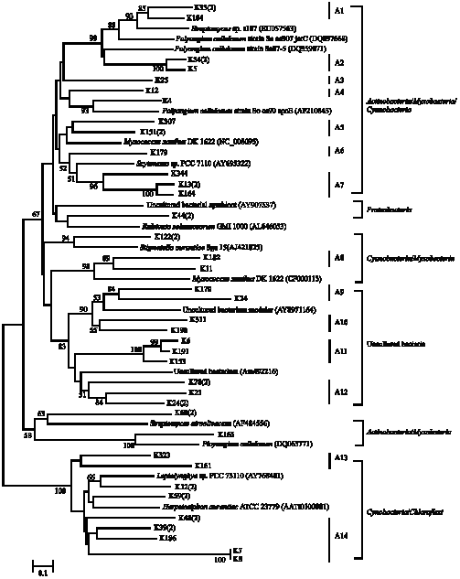 Image for - Phylogenetic Analysis of Type I and Type II Polyketide Synthase  from Tropical Forest Soil