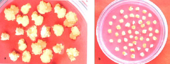 Image for - GUS Gene Transformation in Rice (Oryza sativa L.) Variety BRRI Dhan-30 Mediated by Agrobacterium tumefaciens