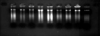 Image for - Detection of Mycobacterium paratuberculosis in Feces and Milk Samples from Holstein Dairy Cows by PCR