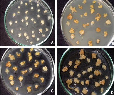 Image for - In vitro Selection for Resistance Against Purple Blotch Disease of Onion (Allium cepa L.) Caused by Alternaria porri