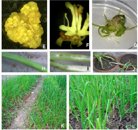 Image for - In vitro Selection for Resistance Against Purple Blotch Disease of Onion (Allium cepa L.) Caused by Alternaria porri