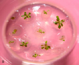 Image for - In vitro Plant Regeneration of an Endangered Sikkim Himalayan Rhododendron (R. maddeni Hook. f.) from Alginate-Encapsulated Shoot Tips