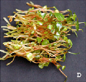 Image for - Foliar Regeneration in Anthurium andraeanum Hort. cv. Agnihothri