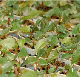 Image for - Foliar Regeneration in Anthurium andraeanum Hort. cv. Agnihothri