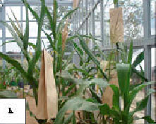 Image for - In vitro Regeneration by Indirect Organogenesis of Selected Kenyan Maize Genotypes using Shoot Apices