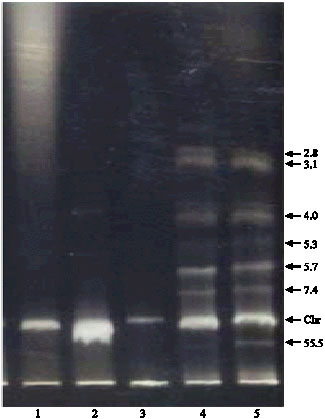 Image for - Antagonistic Effects on Enteropathogens and Plasmid Analysis of Lactobacilli Isolated from Fermented Dairy Products