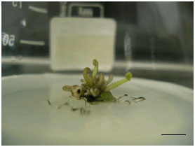 Image for - Direct Shoot Formation and Microtuberization from Aseptic Seedlings of Cyclamen mirabile Hildebr.
