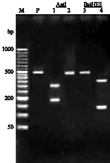 Image for - Genotypic and Phenotypic Characterization of Echinococcus granulosus of Iran