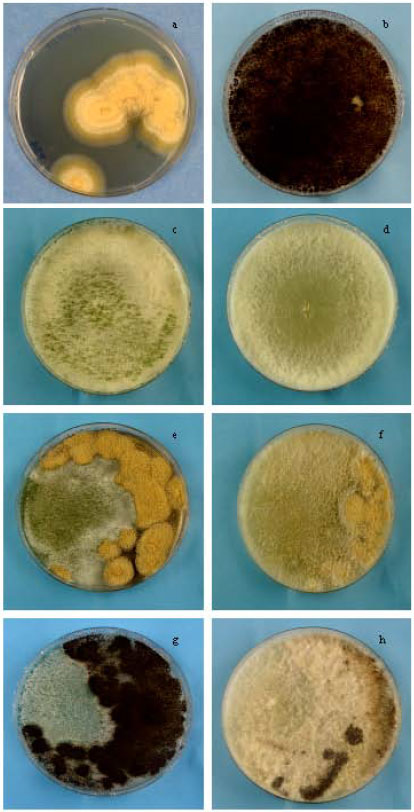 Image for - The Use of Trichoderma harzianum and T. viride as Potential Biocontrol Agents Against Peanut Microflora and Their Effectiveness in Reducing Aflatoxin Contamination of Infected Kernels