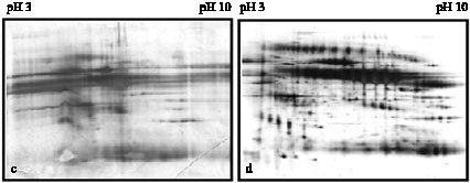 Image for - Protein Precipitation Method for Salivary Proteins and Rehydration  Buffer for Two-Dimensional Electrophoresis