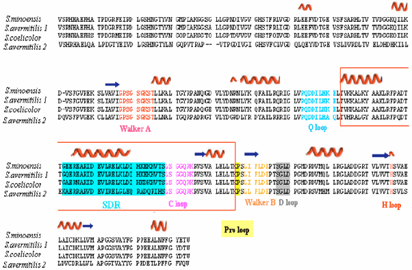 Image for - Cloning and Sequencing of ABC Transporter ATP-Binding Protein Encoding Gene from Streptomyces minoensis