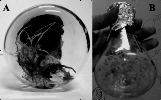 Image for - Successful Production of Hairy Root of Valeriana sisymbriifolium by Agrobacterium rhizogenes
